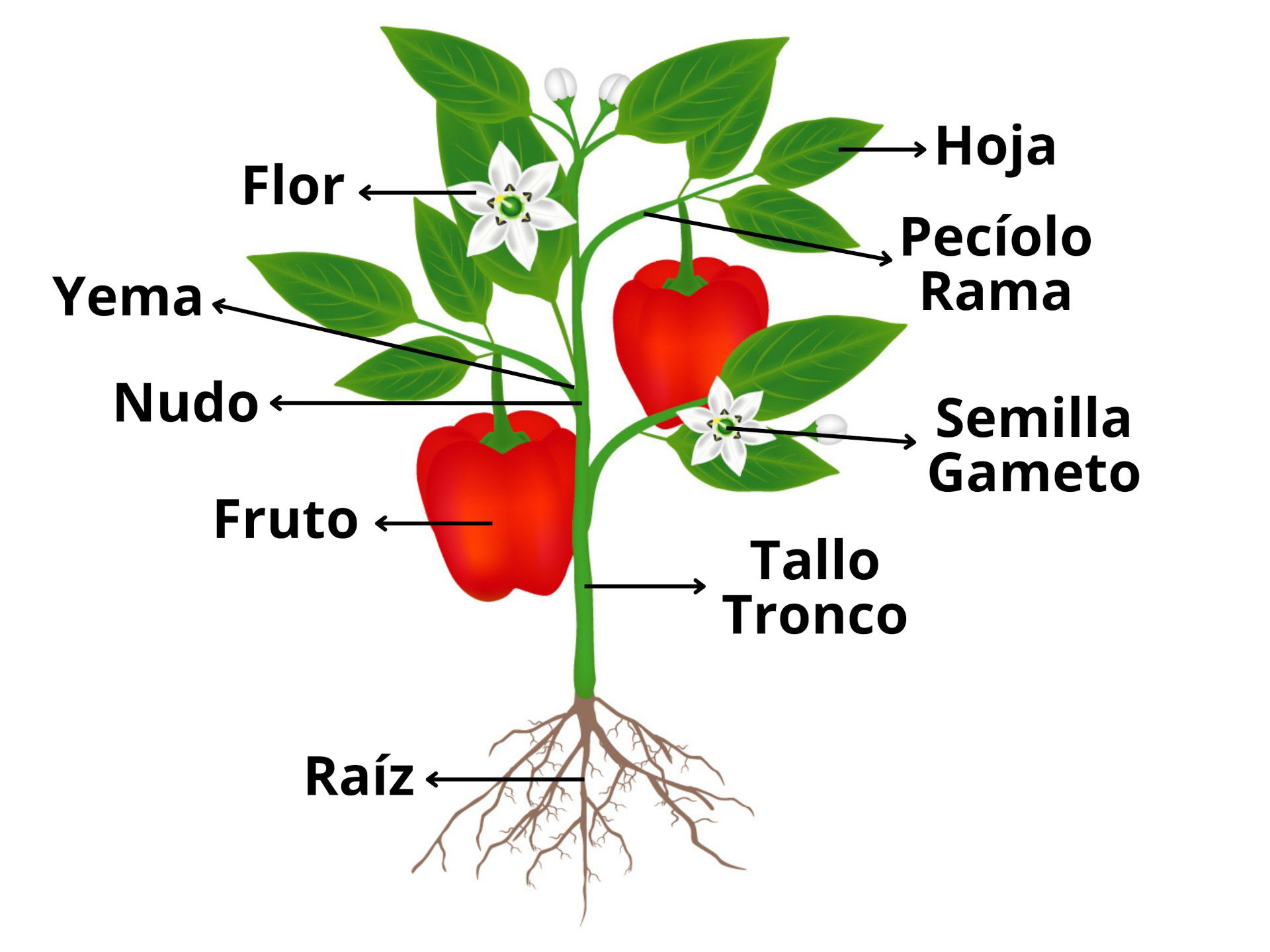 Partes Principales De Una Planta - Image to u