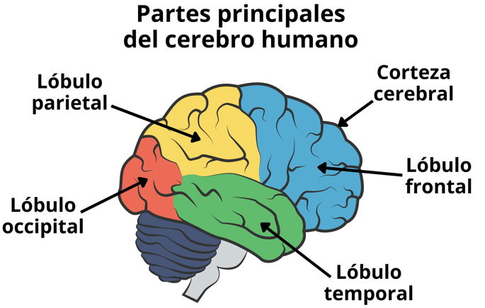 Partes principales del cerebro humano, mostrando los lóbulos y la corteza cerebral.