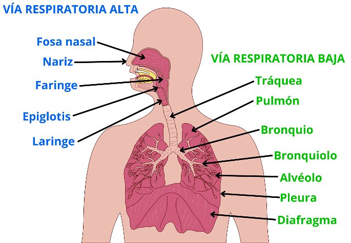 Las dos partes del sistema respiratorio, así como los órganos y tejidos implicados.
