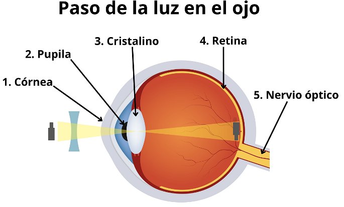 El paso de la luz a través del ojo, mostrando cómo funciona el sentido de la vista.