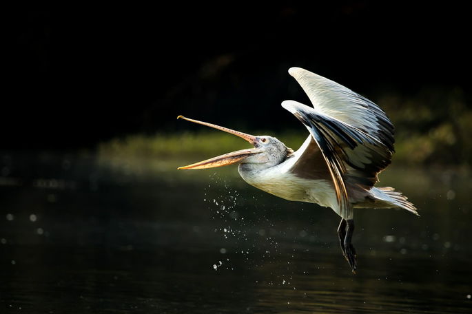 Un pelícano sobrevolando un lago en busca de peces