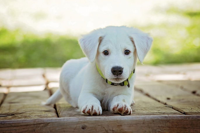 lista de animales domesticos