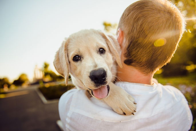 perro cachorro en brazos de un niño