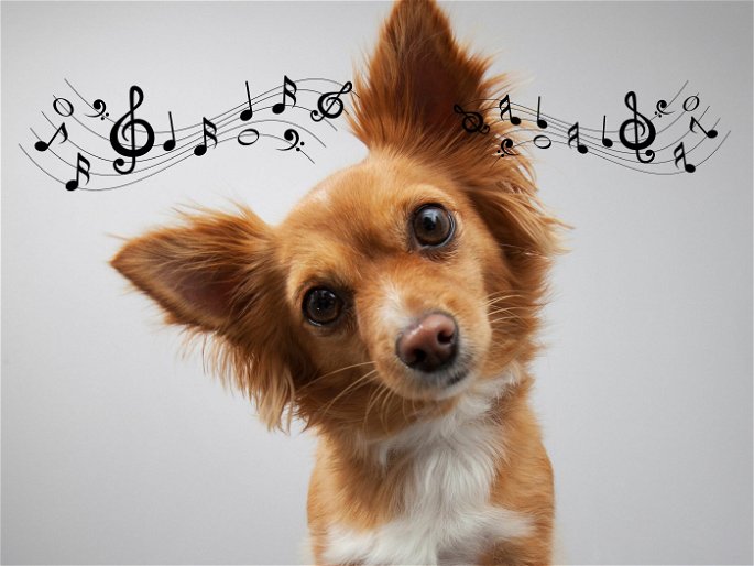 Perro con orejas levantadas escuchando y signos musicales