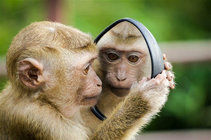 primate mono espejo