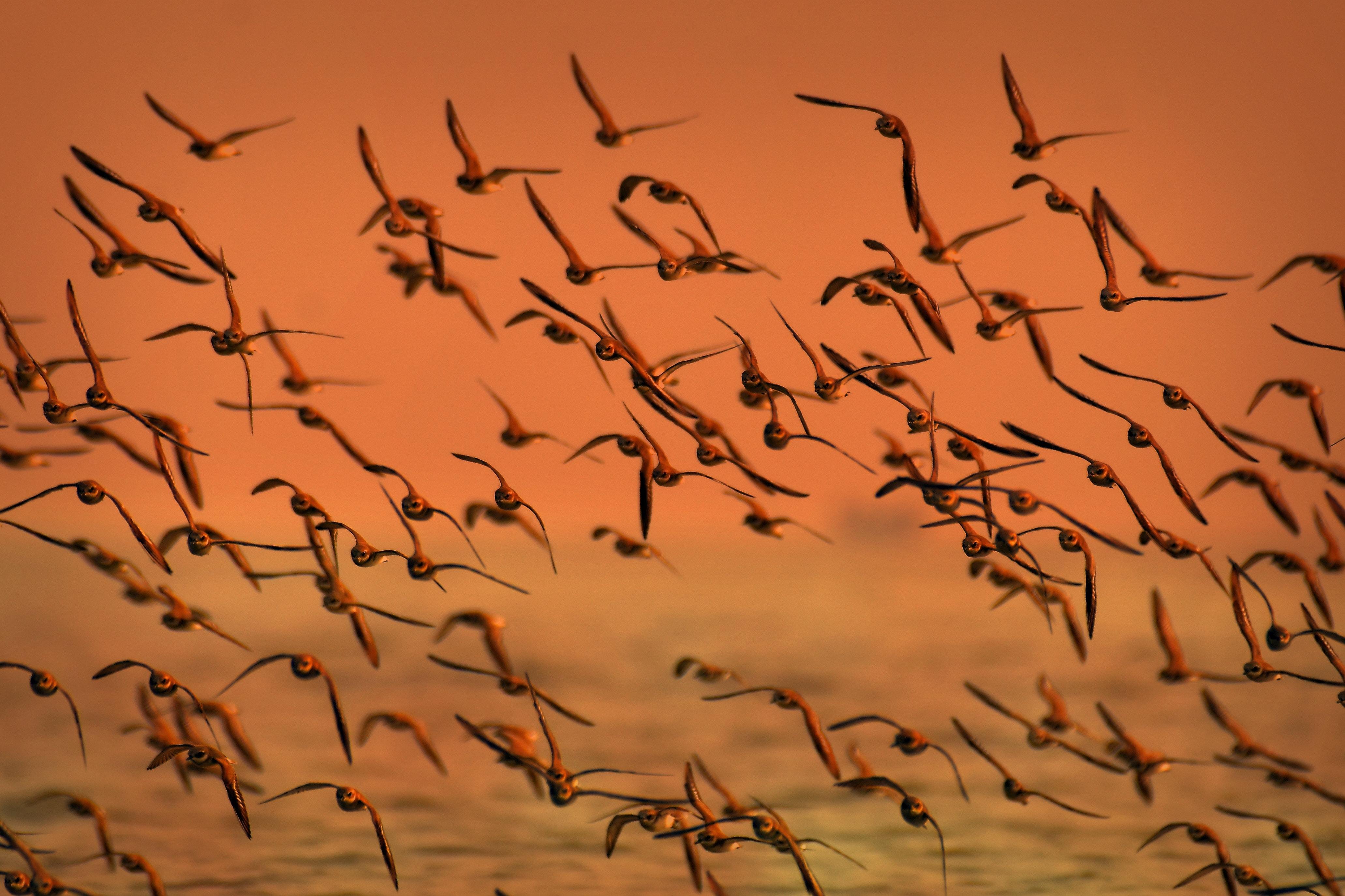 Жизнь мигрирующих птиц. Миграция птиц. Стая ласточек. Мигрирующие птицы.