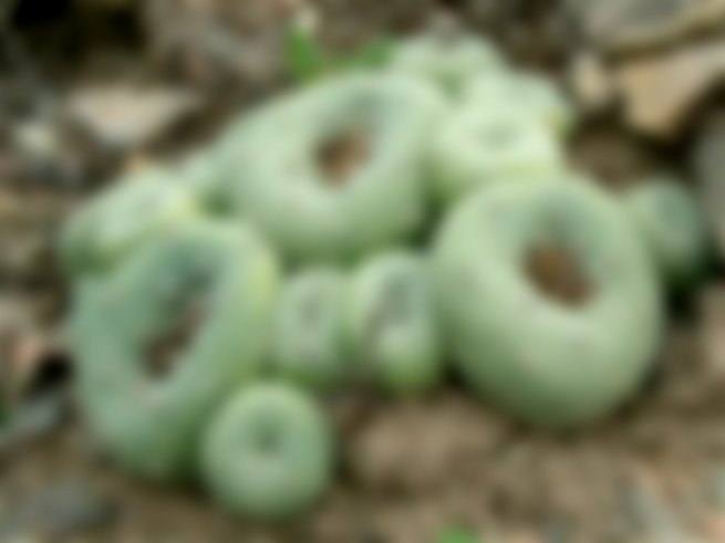peyote queretani Lophophora diffusa foto de plantnet