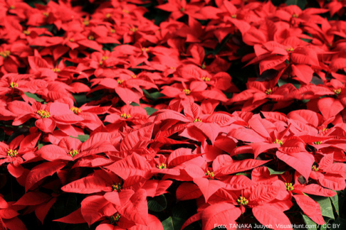 Flor de nochebuena 2