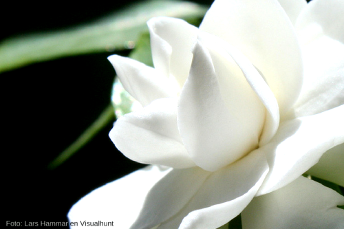 El increíble significado de las 15 flores más bellas del mundo -  Significados