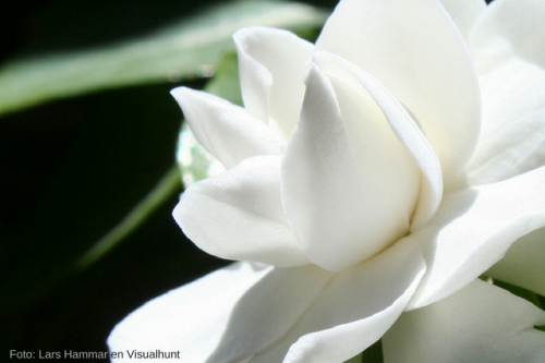 gardenia