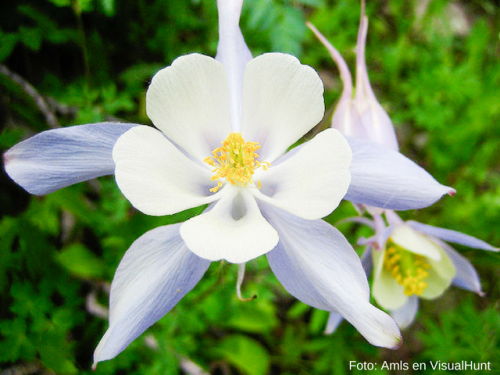 colorado columbine