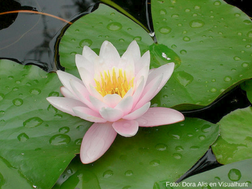 flor de loto