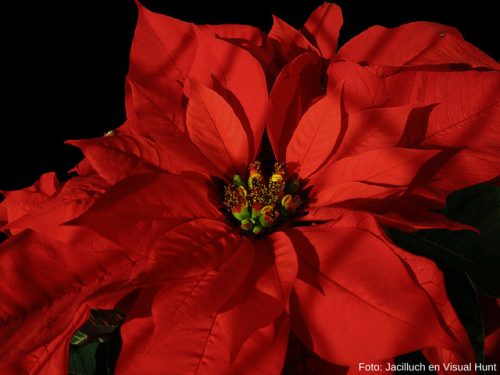 flor de nochebuena