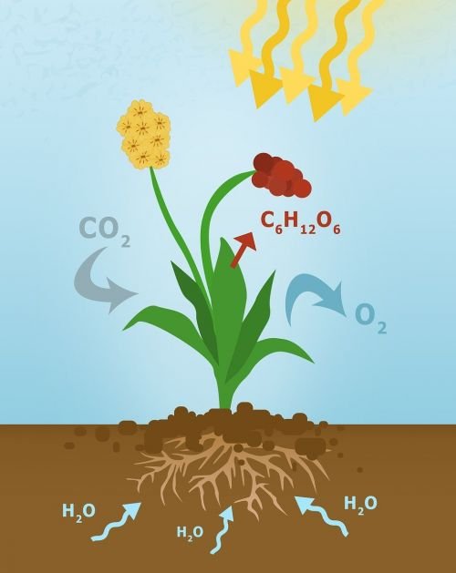 Proceso de la fotosíntesis