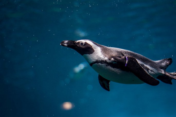 Animales acuáticos, pinguino