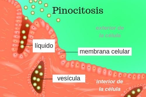 Pinocitosis