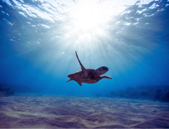 fondo marino de poca profundidad con tortuga nadando