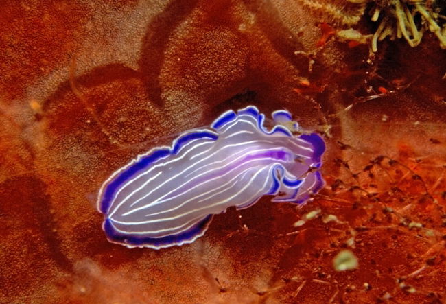 Animales invertebrados, platelmintos