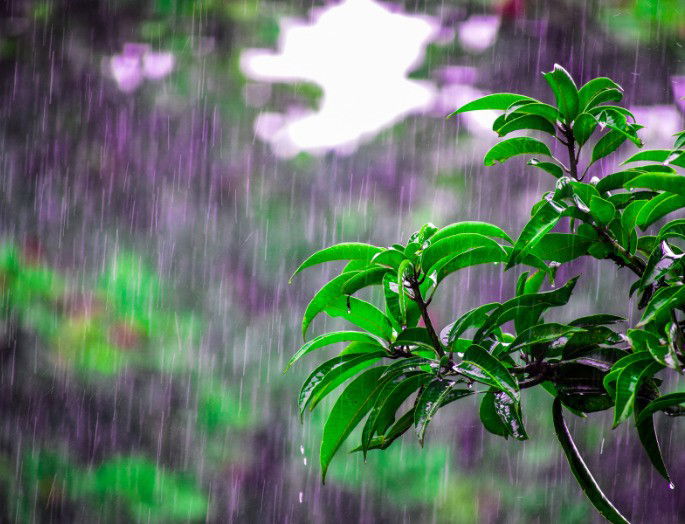 Lluvia cayendo sobre una planta