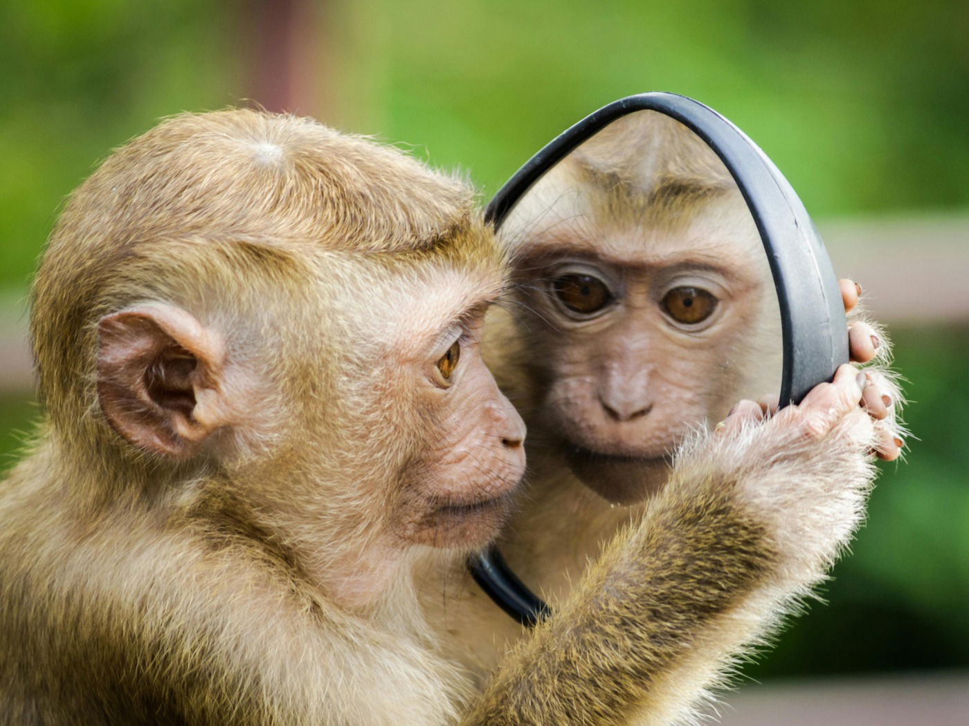 Primates: qué son características y tipos Enciclopedia Significados Primates: qué son características y tipos Enciclopedia Significados