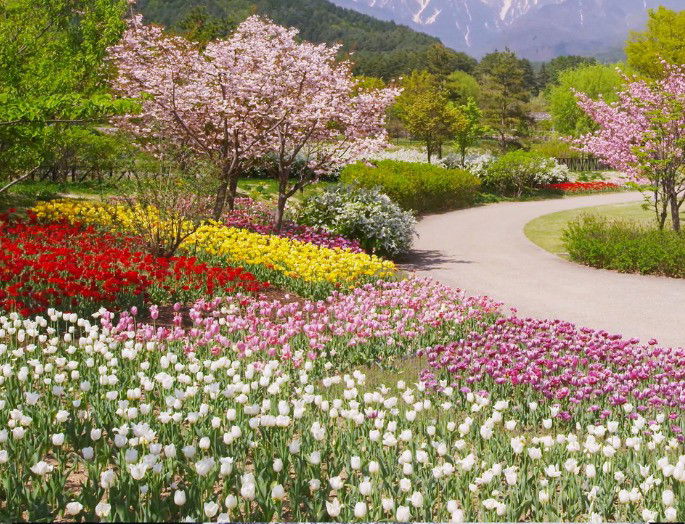 fotografía de un campo en primavera, lleno de flores de distintos colores