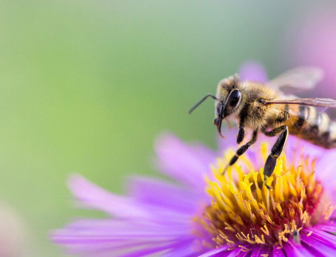 foto detalle de un insecto (avispa) polinizando una flor