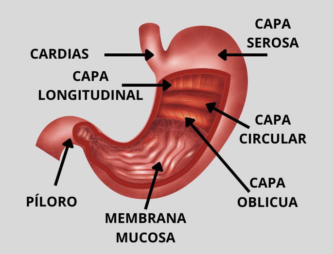 Partes del estómago