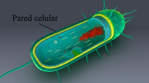 Partes de la célula