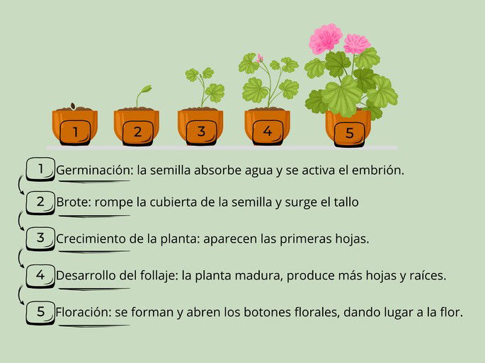 proceso: crecimiento de una planta paso a paso