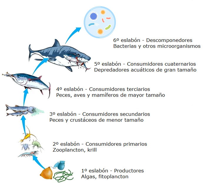 Resultado de imagen de ejemplos de cadenas troficas de oceanos