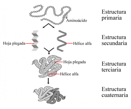 Proteínas Qué Son Características Clasificación Y Ejemplos Enciclopedia Significados 8743