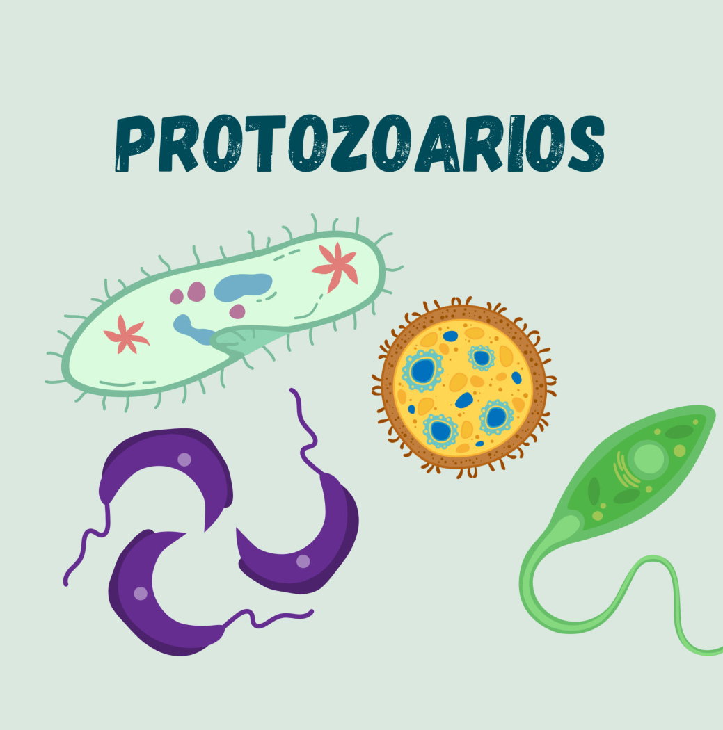 Protozoarios (o protozoos): qué son, características y clasificación -  Enciclopedia Significados
