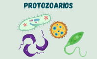 Protozoarios (o protozoos)
