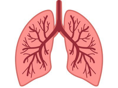 Pulmones - órgano del cuerpo humano