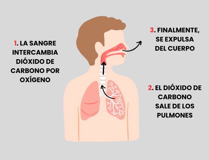 Espiración sistema excretor