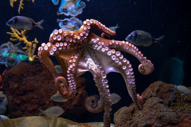 Animales invertebrados, pulpo