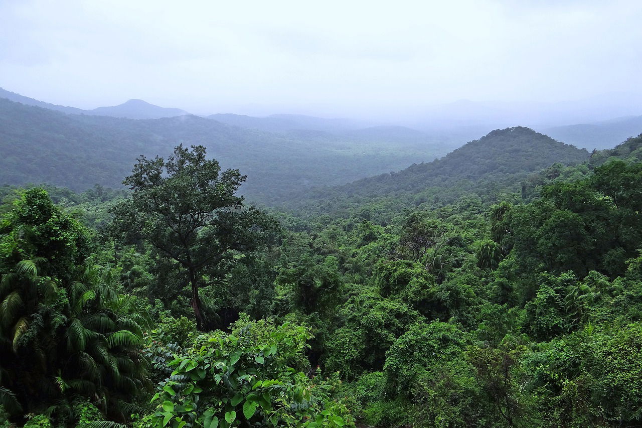 Qu Es La Selva Enciclopedia Significados