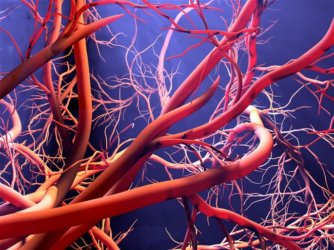 La red de vasos sanguíneos que comprende el sistema circulatorio.