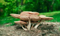 Reino Fungi
