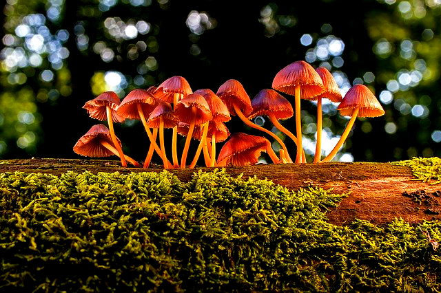 reinos de la naturaleza