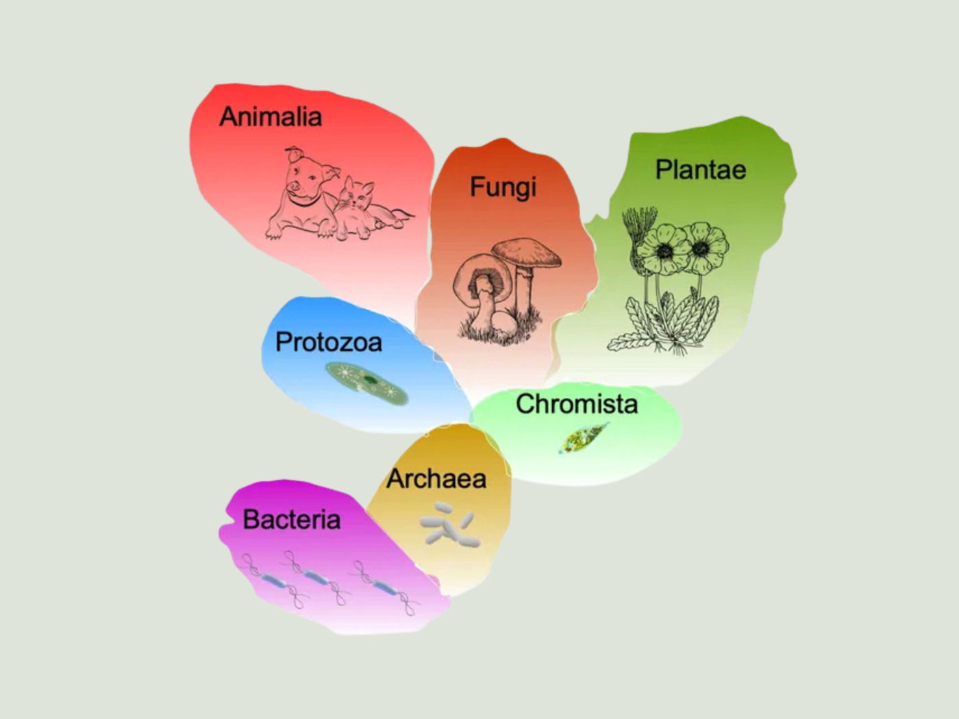 Reino (en Biología): qué es y sistemas de clasificación - Enciclopedia  Significados