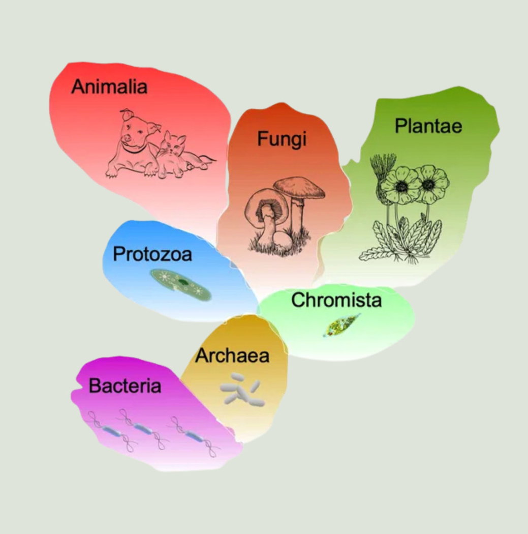 Reino (en Biología): qué es y sistemas de clasificación - Enciclopedia  Significados