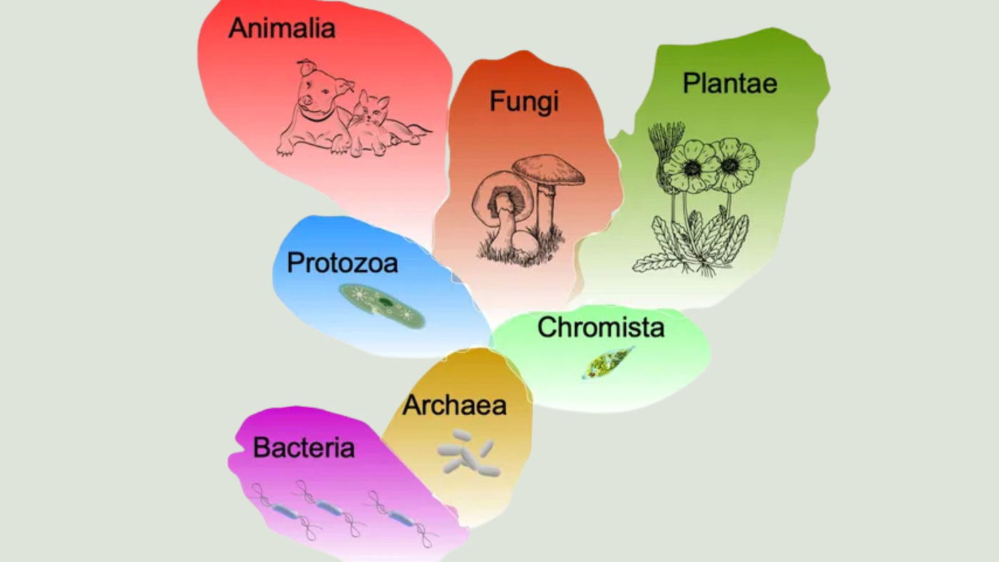 Reino (en Biología): qué es y sistemas de clasificación - Enciclopedia  Significados