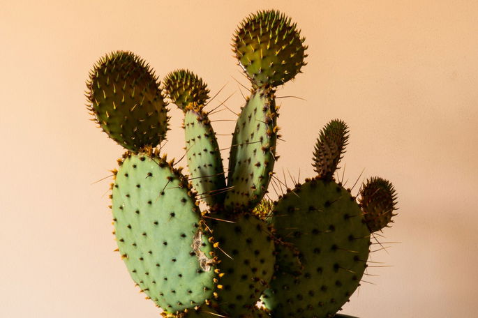 Un cactus con formas elípticas y espinas alargadas
