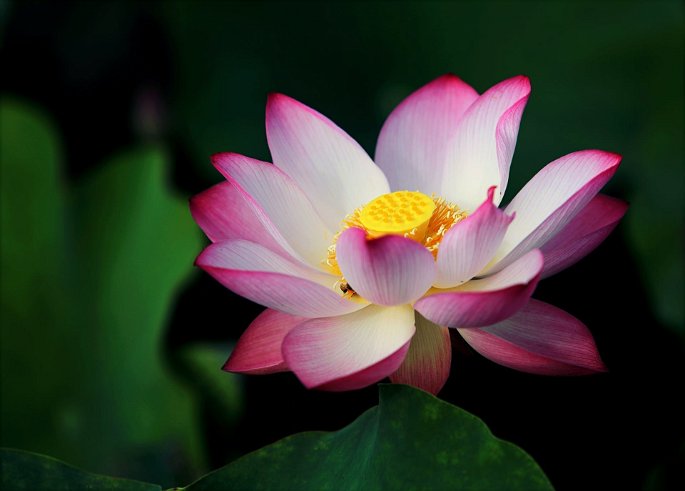 Un primer plano de una flor de loto rosa