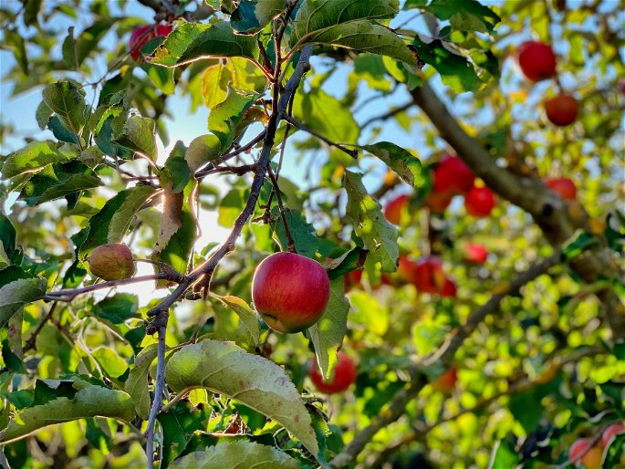 Manzanas rojas pendiendo de las ramas de un manzano