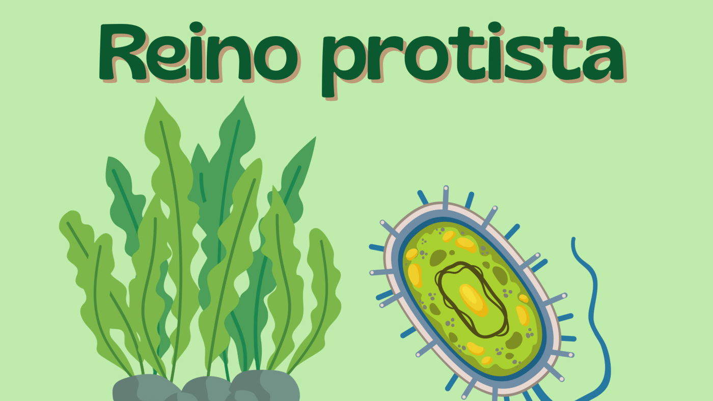Reino Protista: qué es, características, clasificación y ejemplos -  Enciclopedia Significados