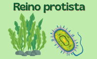 Reino Protista