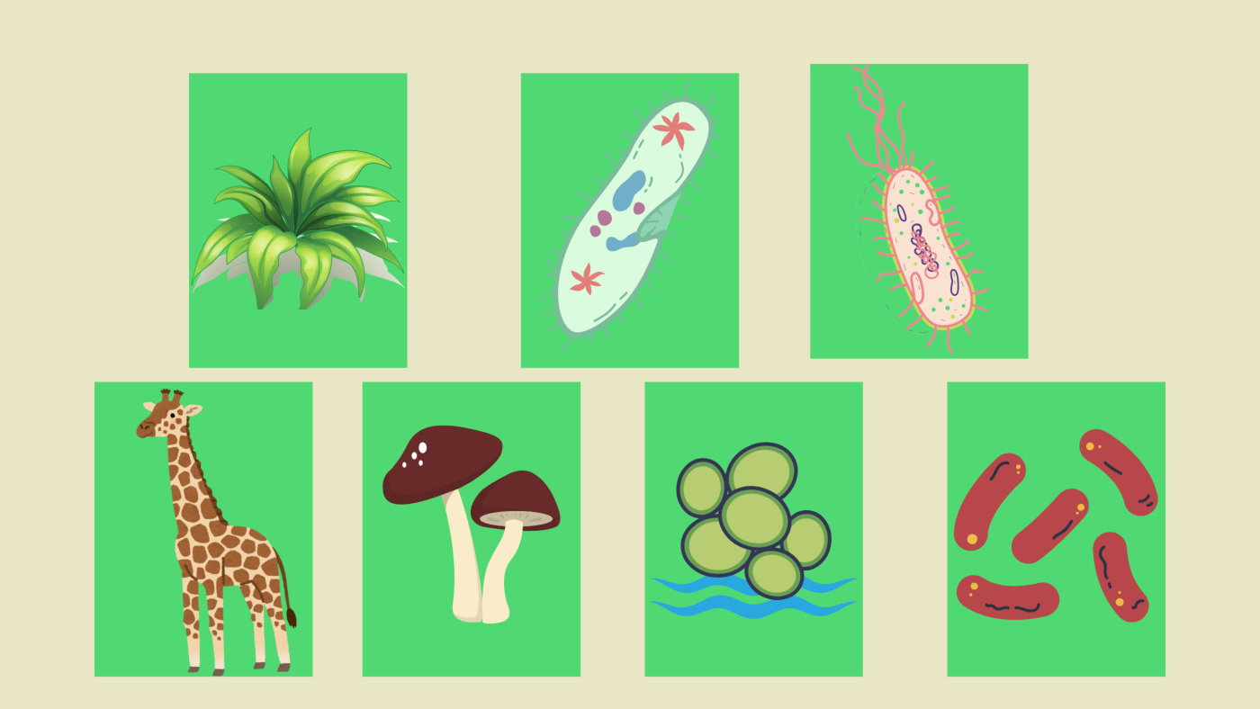 Los 7 Reinos de la Naturaleza (y sus características) - Enciclopedia  Significados