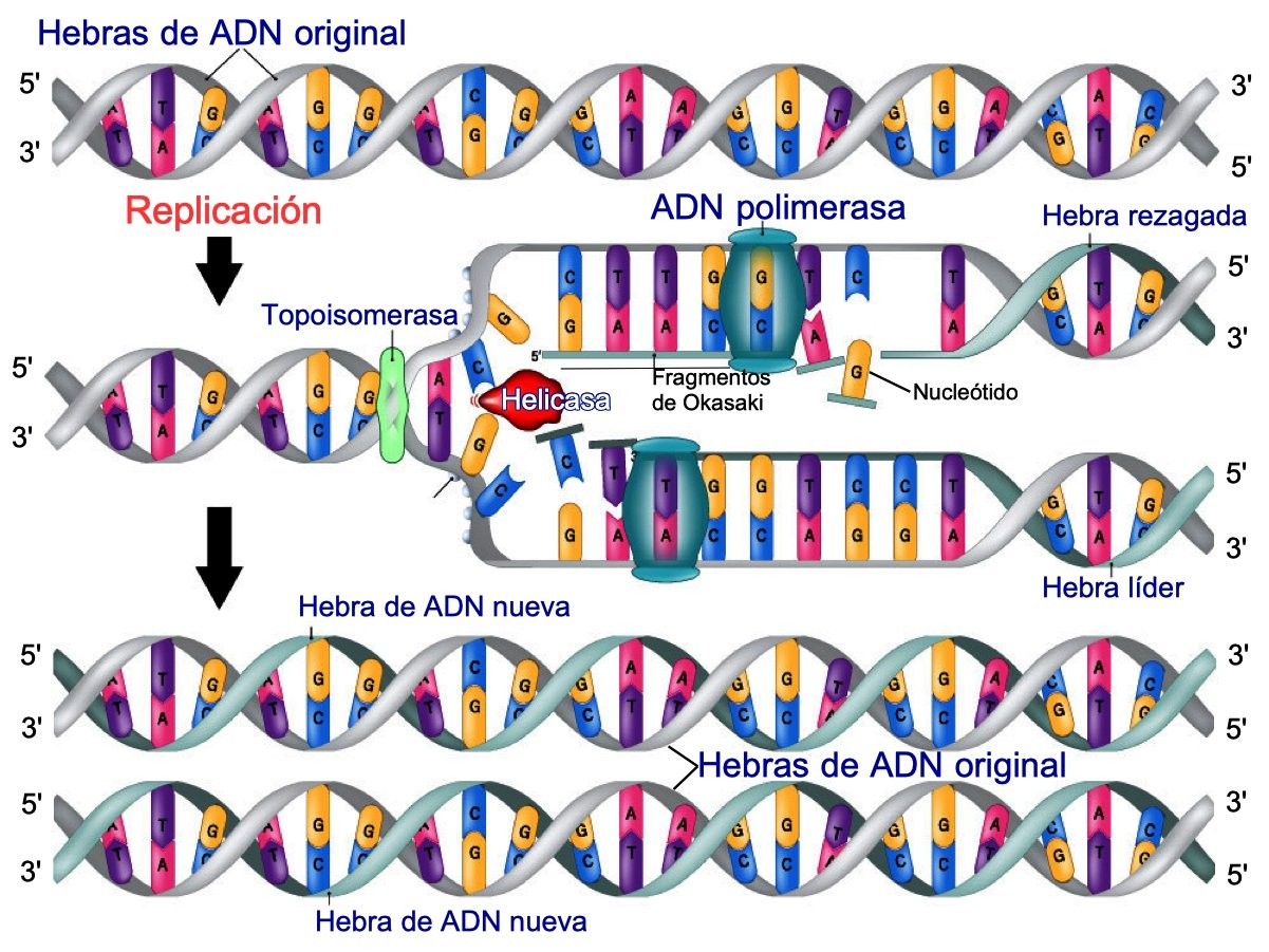 replicacion del adn mostrando la conservacion del adn original y las hebras nuevas de adn
